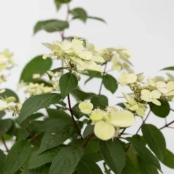 Hortensia - Hydrangea paniculata 'Wim's Red' - Højde 25-40cm - ⌀19cm