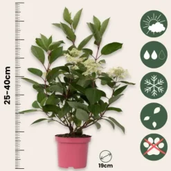 Hortensia - Hydrangea paniculata 'Early Harry' - Højde 25-40cm - ⌀19cm