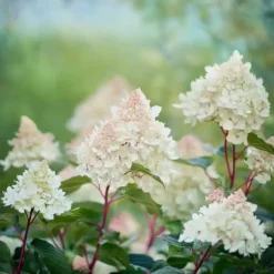 Hortensia - Hydrangea paniculata 'Early Harry' - Højde 25-40cm - ⌀19cm