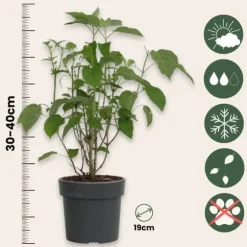 Hortensia - Hydrangea 'Strong Annabelle' - Højde 30-40cm - ⌀19cm