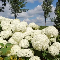 Hortensia - Hydrangea 'Strong Annabelle' - Højde 30-40cm - ⌀19cm