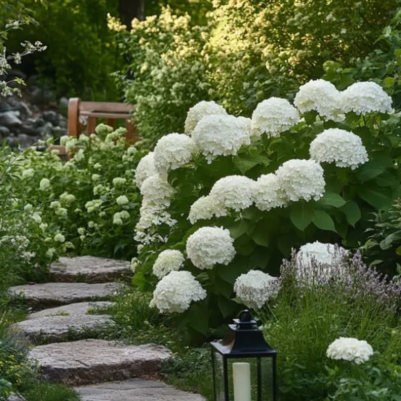 Hortensia - Hydrangea 'Strong Annabelle' - Højde 30-40cm - ⌀19cm
