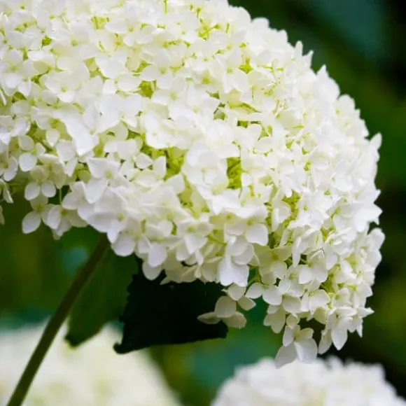 Hortensia - Hydrangea 'Strong Annabelle' - Højde 30-40cm - ⌀19cm