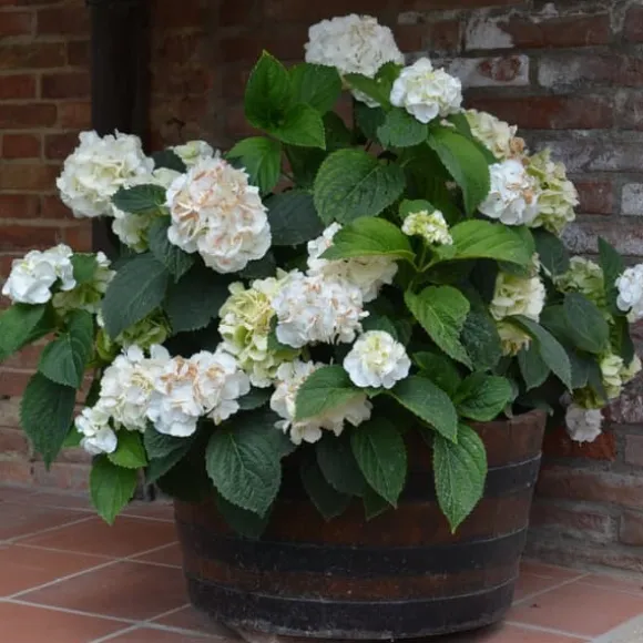 Hortensia - Sæt 3 - Hydrangea macrophylla teller 'Benxi' - Højde 25-40cm - ⌀9cm