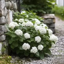 Hortensia - Sæt 3 - Hydrangea macrophylla teller 'Benxi' - Højde 25-40cm - ⌀9cm
