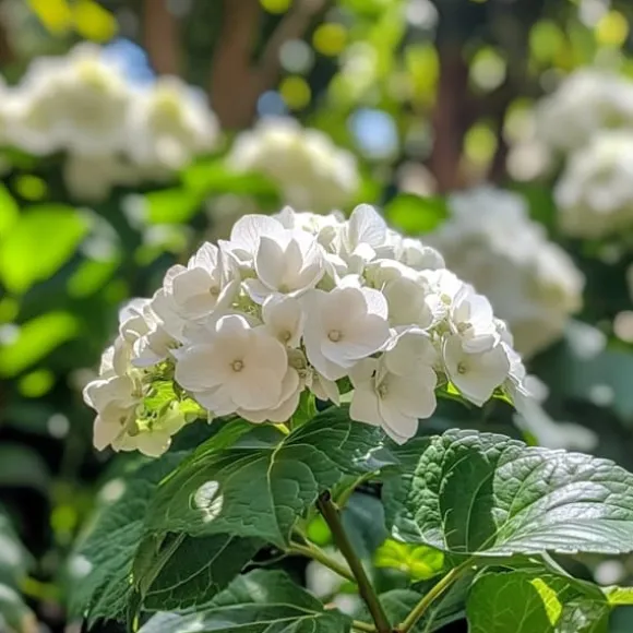 Hortensia - Sæt 3 - Hydrangea macrophylla teller 'Benxi' - Højde 25-40cm - ⌀9cm