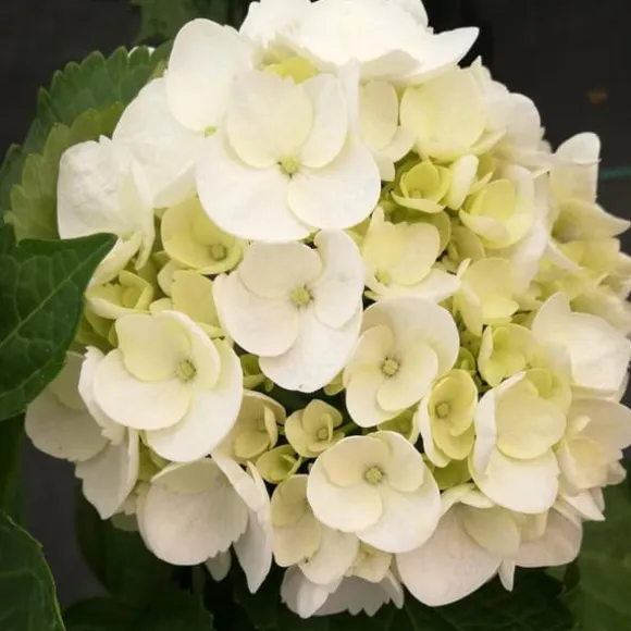 Hortensia - Sæt 3 - Hydrangea macrophylla teller 'Benxi' - Højde 25-40cm - ⌀9cm