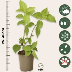 Hortensia - Sæt 3 - Hydrangea paniculata 'Silver Dollar' - Højde 25-40cm - ⌀9cm