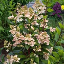 Hortensia - Sæt 2 - Hydrangea paniculata 'Early Harry' - Højde 25-40cm - ⌀19cm