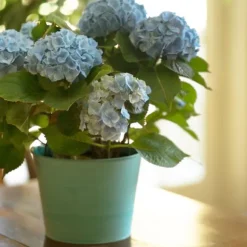 Hortensia - Sæt 3 - Hydrangea macrophylla teller 'Nizza' - Højde 25-40cm - ⌀9cm