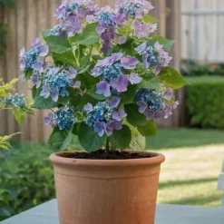 Hortensia - Sæt 3 - Hydrangea macrophylla teller 'Nizza' - Højde 25-40cm - ⌀9cm
