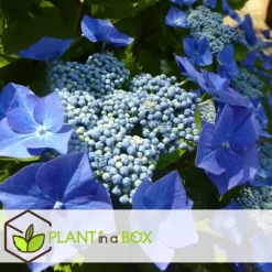 Hortensia - Sæt 3 - Hydrangea macrophylla teller 'Nizza' - Højde 25-40cm - ⌀9cm