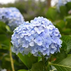 Hortensia - Sæt 3 - Hydrangea macrophylla teller 'Nizza' - Højde 25-40cm - ⌀9cm