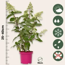Hortensia - Sæt 4 - Hydrangea paniculata 'Pinky Winky' - Højde 25-40cm - ⌀19cm