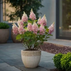 Hortensia - Sæt 4 - Hydrangea paniculata 'Pinky Winky' - Højde 25-40cm - ⌀19cm