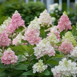 Hortensia - Sæt 4 - Hydrangea paniculata 'Pinky Winky' - Højde 25-40cm - ⌀19cm