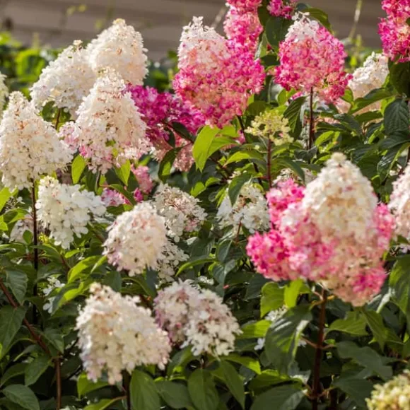 Hortensia - Sæt med 24 - Hortensia paniculata - Højde 25-35cm - ⌀9cm