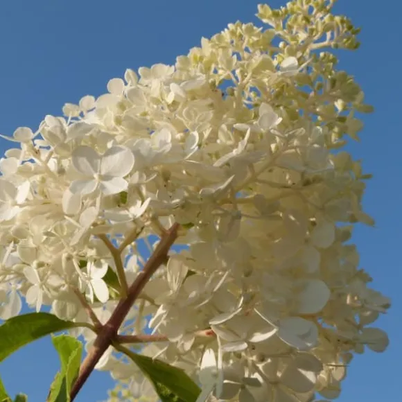 Hortensia - Sæt med 24 - Hortensia paniculata - Højde 25-35cm - ⌀9cm