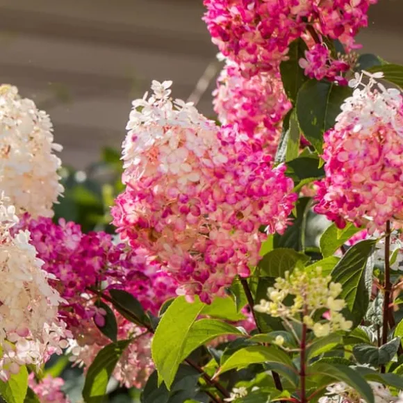 Hortensia - Sæt med 3 - Hortensia paniculata - Højde 25-35cm - ⌀9cm