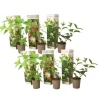 Hortensia - Sæt med 6 - Hortensia paniculata - Højde 25-35cm - ⌀9cm