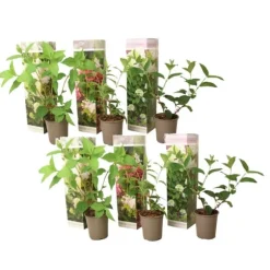 Hortensia - Sæt med 6 - Hortensia paniculata - Højde 25-35cm - ⌀9cm