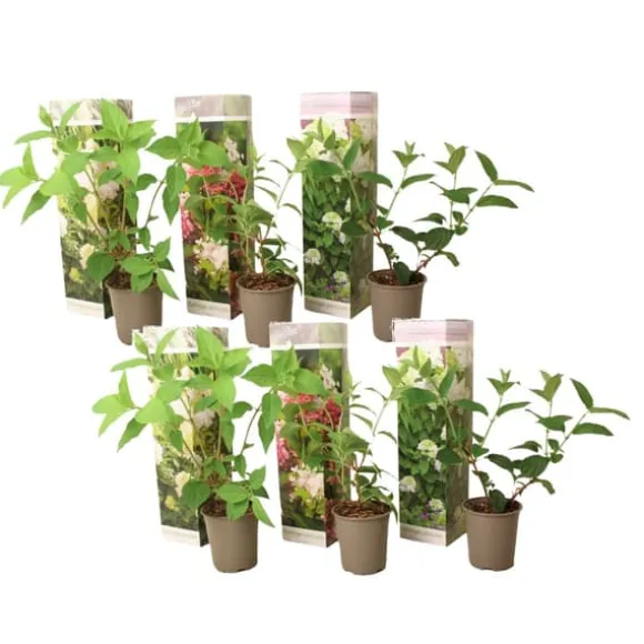 Hortensia - Sæt med 6 - Hortensia paniculata - Højde 25-35cm - ⌀9cm