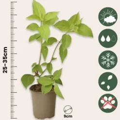 Hortensia - Sæt med 6 - Hortensia paniculata - Højde 25-35cm - ⌀9cm