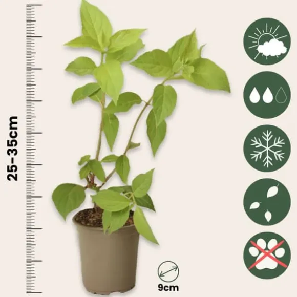 Hortensia - Sæt med 6 - Hortensia paniculata - Højde 25-35cm - ⌀9cm