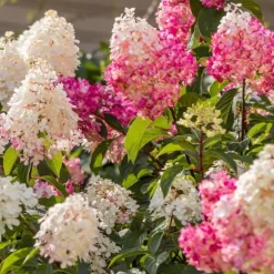 Hortensia - Sæt med 6 - Hortensia paniculata - Højde 25-35cm - ⌀9cm