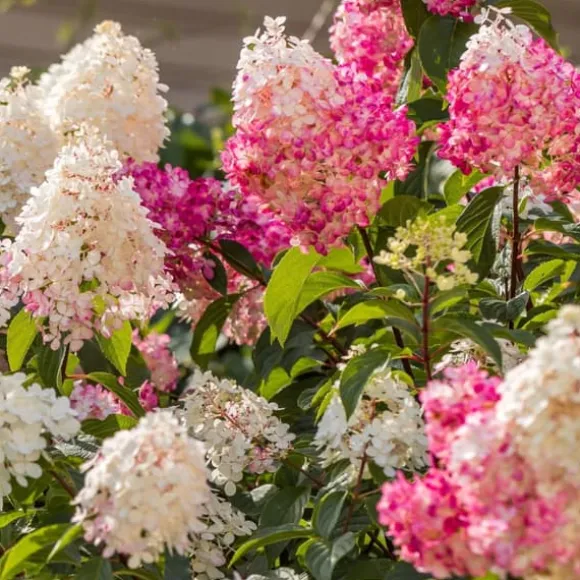 Hortensia - Sæt med 6 - Hortensia paniculata - Højde 25-35cm - ⌀9cm