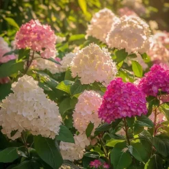 Hortensia - Sæt med 6 - Hortensia paniculata - Højde 25-35cm - ⌀9cm