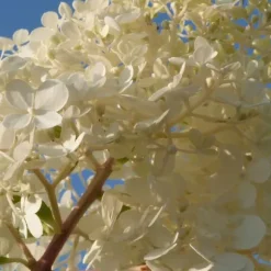 Hortensia - Sæt med 6 - Hortensia paniculata - Højde 25-35cm - ⌀9cm