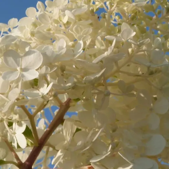 Hortensia - Sæt med 6 - Hortensia paniculata - Højde 25-35cm - ⌀9cm