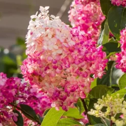 Hortensia - Sæt med 6 - Hortensia paniculata - Højde 25-35cm - ⌀9cm
