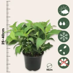 Hortensia - Sæt med 4 - Hydrangea serrata 'Summerglow' - Højde 25-40cm - ⌀19cm