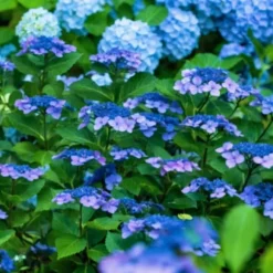 Hortensia - Sæt med 4 - Hydrangea serrata 'Summerglow' - Højde 25-40cm - ⌀19cm