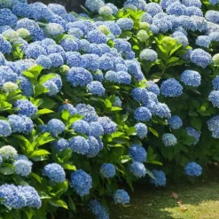 Hortensia - Sæt med 6 - Hydrangea macrophylla - Højde 25-40cm - ⌀9cm