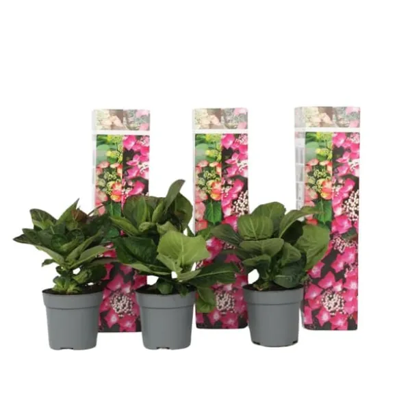 Hortensia - Sæt med 3 - Hydrangea macrophylla - Højde 25-40cm - ⌀9cm