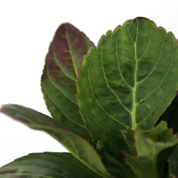 Hortensia - Sæt med 3 - Hydrangea macrophylla - Højde 25-40cm - ⌀9cm