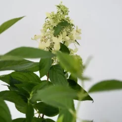 Hortensia - Sæt med 2 - Hydrangea paniculata 'Confetti' - Højde 25-40cm - ⌀19cm