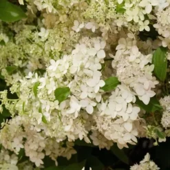 Hortensia - Sæt med 2 - Hydrangea paniculata 'Confetti' - Højde 25-40cm - ⌀19cm