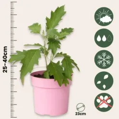 Hortensia - Sæt med 2 - Hydrangea 'Ice Crystal' - Højde 25-40cm - ⌀19cm