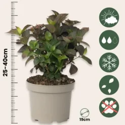 Hortensia - Sæt med 2 - Hydrangea 'Dare Devil' - Højde 25-40cm - ⌀19cm