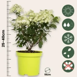 Hortensia - Sæt med 2 - Hydrangea paniculata 'Bobo' - Højde 25-40cm - ⌀19cm