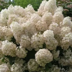 Hortensia - Sæt med 2 - Hydrangea paniculata 'Bobo' - Højde 25-40cm - ⌀19cm
