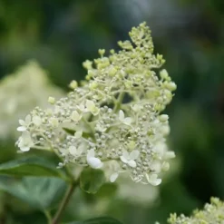 Hortensia - Sæt med 2 - Hydrangea paniculata 'Bobo' - Højde 25-40cm - ⌀19cm