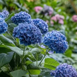Hortensia - Sæt med 2 - Hydrangea serrata 'Summerglow' - Højde 25-40cm - ⌀19cm