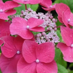 Hortensia - Sæt med 3 - Hydrangea macrophylla - Højde 25-40cm - ⌀9cm