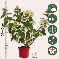 Hortensia - Sæt med 2 - Hydrangea 'Wim's Red' - Højde 25-40cm - ⌀19cm