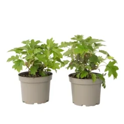 Hortensia - Sæt med 2 - Hydrangea 'Toy Soldier' - Højde 25-40cm - ⌀19cm